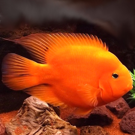 Cichlasoma specie    Rode papegaai 6-8